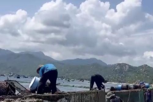Chủ lồng bè nuôi tôm vẫn cho xả thải xuống biển ven vịnh Cam Ranh