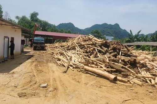 Xử lý nhiều vi phạm trong thu mua, chế biến gỗ keo ở Thanh Hóa