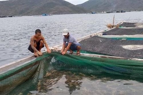 Giải pháp nào 'đánh thức' tiềm năng nuôi biển?