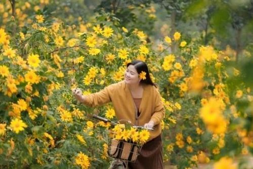 Rực rỡ mùa hoa dã quỳ ở Ninh Bình