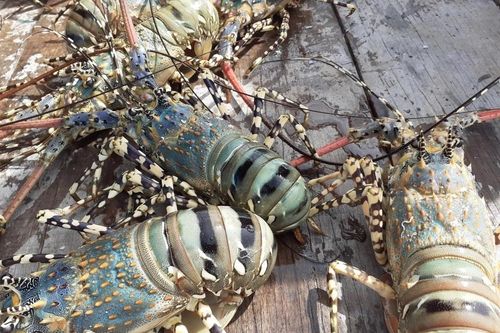 Tin tức kinh tế ngày 25/11: Người nuôi tôm hùm bông 'kêu cứu'