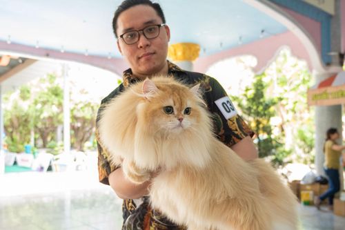 Chó, mèo đắt tiền hội tụ ở TP.HCM, có con trị giá 300 triệu đồng