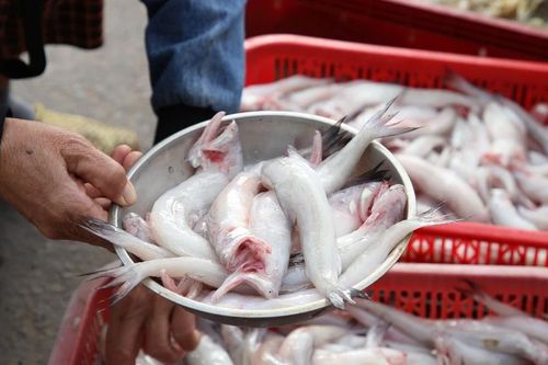 Đến Quảng Bình, đừng bỏ lỡ món đặc sản lẩu cá khoai nức tiếng