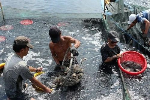 Thủy hải sản nuôi biển: Cần cân đối giữa sinh kế và bảo vệ môi trường