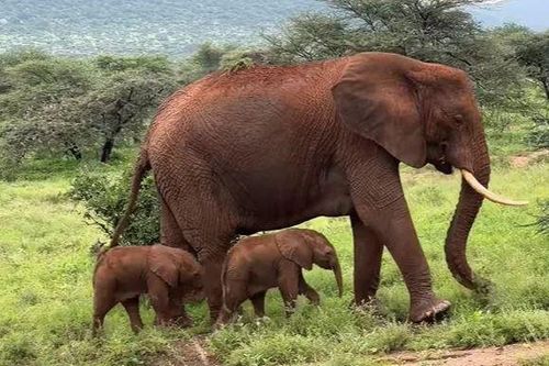 Cặp voi sinh đôi hiếm gặp ra đời ở Kenya