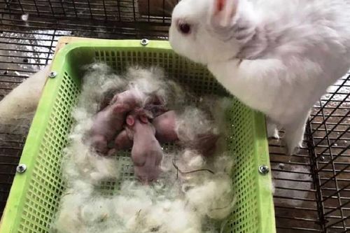 Bày đặt nuôi con vật 'khó tính', chàng trai miền núi vẫn nhẹ nhàng đút túi 200 triệu/năm