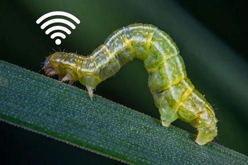 Phát hiện độc, lạ: Sâu cũng có 'mạng Wi-Fi' để liên lạc từ xa