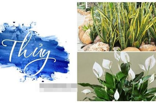 Mệnh Thủy nên trồng cây gì để hút tài lộc, may mắn ? Top 5 cây hợp mệnh Thủy không thể bỏ qua