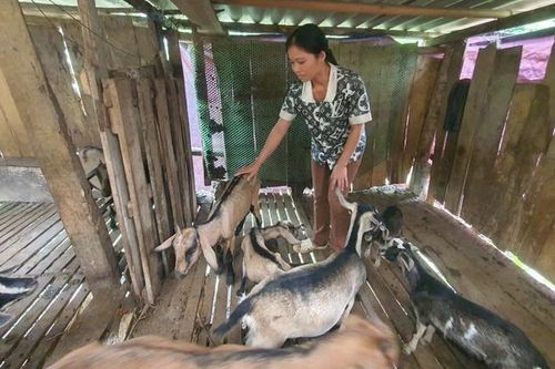 Hướng đi mới tạo 'sức bật' cho người dân xã 135 duy nhất của thành phố Hòa Bình