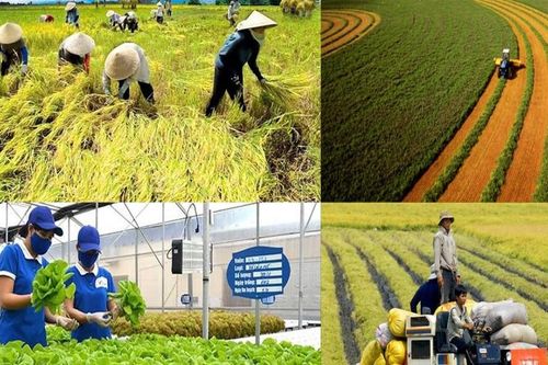 Hợp tác xã nông nghiệp phải đối mặt nhiều thách thức để hòa nhập nền kinh tế bền vững
