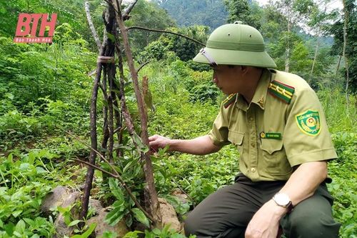 Bảo tồn và phát triển dược liệu bản địa dưới tán rừng