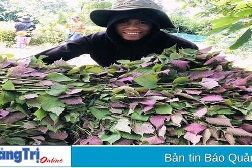 Thay đổi tập quán sản xuất cho nông dân Bản Chùa