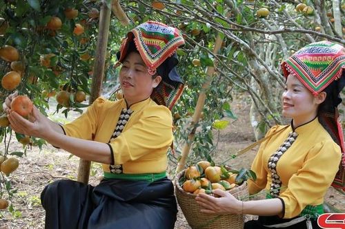 Mùa quýt Chiềng Cọ