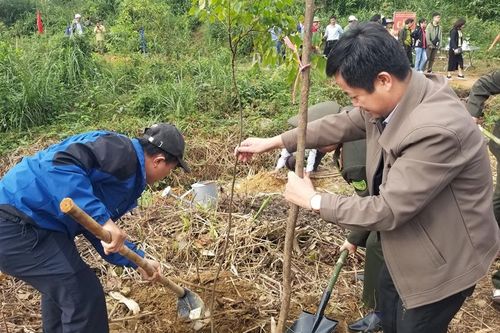 Trồng 2.400 cây rừng bản địa