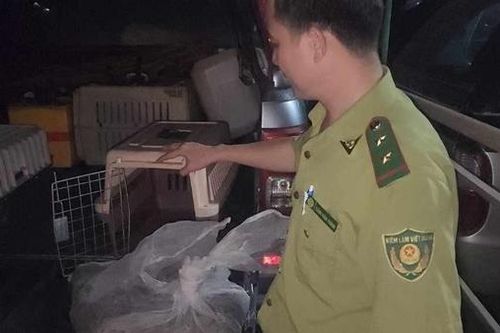 Trăn đất quý hiếm dài 1,7m bò vào chung cư