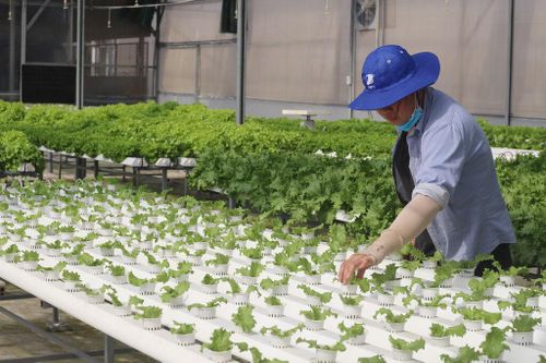 Loạt khó khăn cần tháo gỡ để tạo đà cho hợp tác xã phát triển