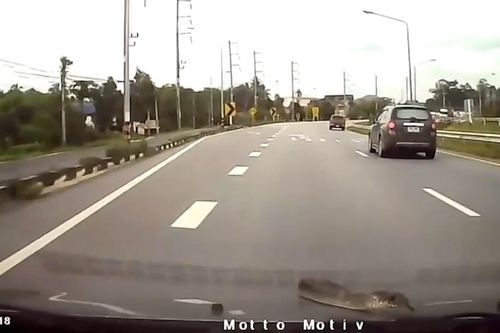 Tài xế bất ngờ khi thấy rắn trườn qua kính chắn gió