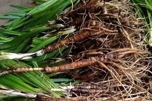 Các món ăn, bài thuốc dễ chế biến từ sâm cau