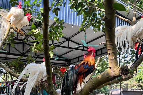 Gà 'siêu đẹp' quý hiếm, đắt đỏ trên thế giới, Việt Nam đang nuôi nhiều