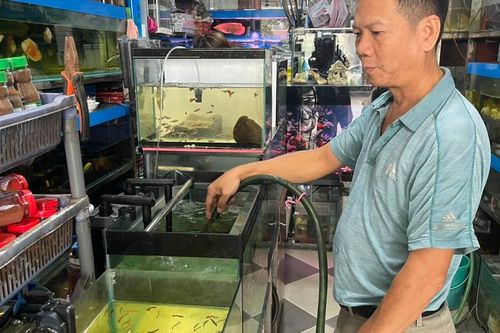 Thú chơi cá cảnh ngày càng phổ biến