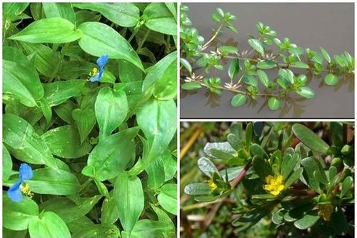 3 loại rau dại cho lợn ăn thành đặc sản 'đắt như tôm tươi'