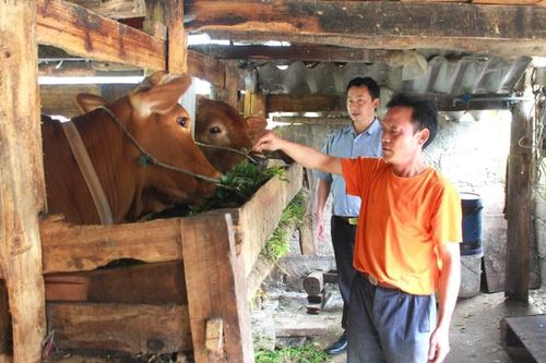 Nuôi bò để thoát cái nghèo trên cao nguyên đá