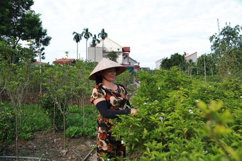 Đòn bẩy giúp nông dân thoát nghèo, làm giàu bằng nghề trồng cây cảnh