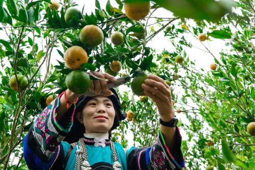 Sinh kế bền vững từ cây quýt