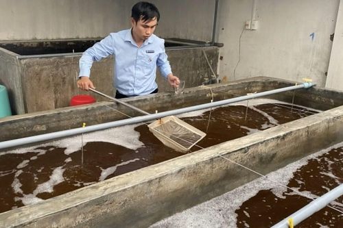 Bình Định tìm được nhà đầu tư dự án nuôi tôm công nghệ cao với tổng vốn hơn 1.177 tỷ đồng
