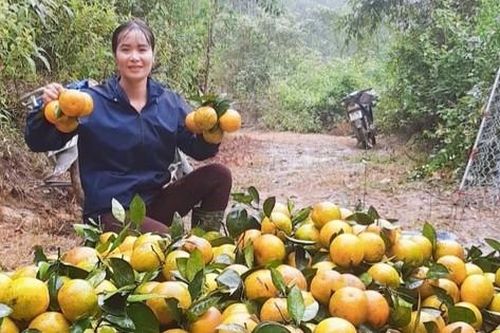 Thủ phủ cam Hà Tĩnh vào vụ thu hoạch, nông dân 'đếm quả tính tiền'