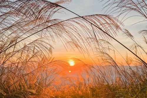 Đẹp xốn xang mùa cỏ lau Điện Biên