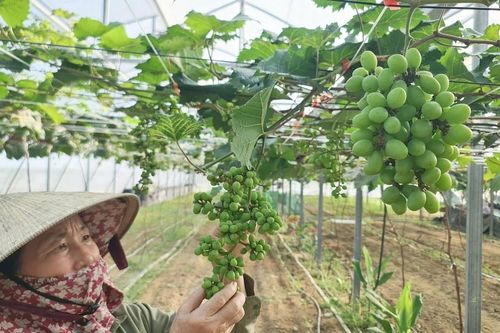 Nhiều mô hình nông nghiệp công nghệ cao có hiệu quả ở Hưng Nguyên