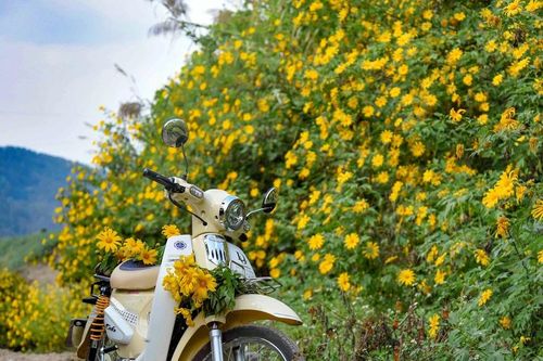 Hoa dã quỳ nhuộm vàng núi đồi Tây Bắc, níu chân du khách