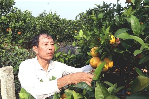 Hưng Yên mùa cam 'ngọt'