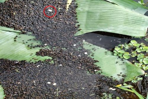 Anh nông dân nuôi con vật tưởng 'vô bổ', ai ngờ nhẹ nhàng bỏ túi 150 triệu