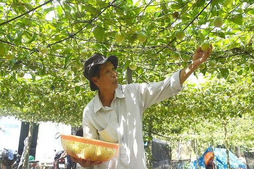 Kiếm tiền tỷ nhờ tạo ra giống cây 'có một không hai'
