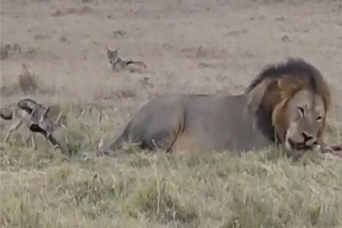 CLIP: Màn 'ăn xin' độc đáo của chó rừng bé xíu trước sư tử đực khổng lồ