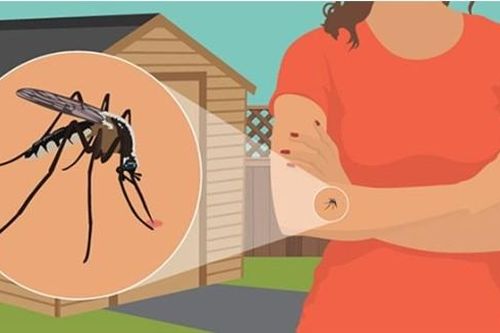 Cần tránh xa 4 màu quần áo này nếu không muốn bị muỗi đốt: Có một màu rất được ưa chuộng?