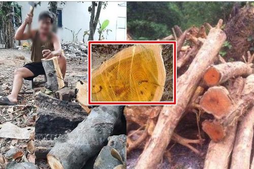 Loại gỗ hoàng đế không kém 'gỗ vàng 9000 tỷ' nhưng nhiều người nhầm, nông dân đốn làm củi