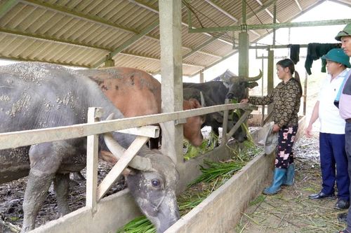 Dư nợ tín dụng chính sách cho 10 xã có tỷ lệ hộ nghèo cao đạt hơn 187 tỷ đồng