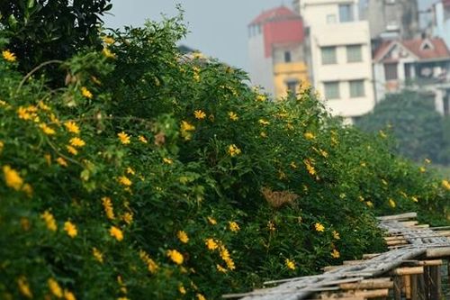 Rừng hoa dã quỳ giữa lòng Thủ đô