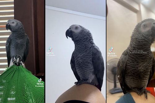Chú vẹt xám siêu hài hước gây bão trên mạng xã hội
