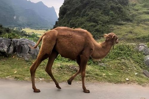 Hai con lạc đà 'lang thang' tại Cao Bằng
