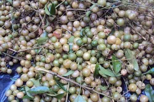 Độc đáo hương vị ẩm thực miền núi phía Bắc