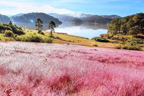 Mùa hội cỏ hồng rực rỡ ở xứ sở của người K'Ho