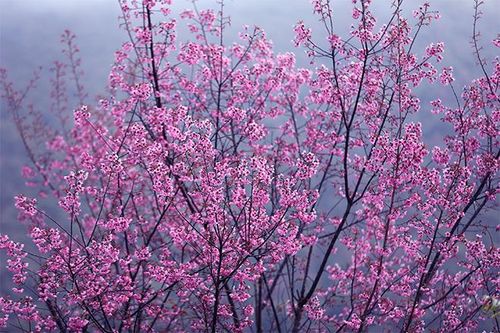 Mù Cang Chải (Yên Bái): Nhiều hoạt động văn hóa, lễ hội diễn ra trong tháng 12