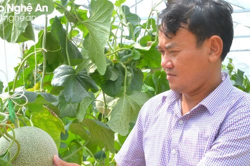 Hợp tác xã - 'bà đỡ' cho nông dân ở Yên Thành
