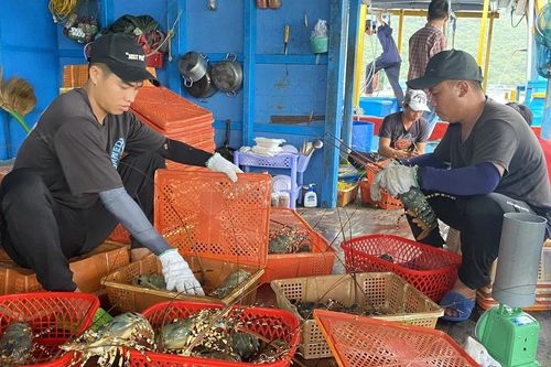 Tìm giải pháp gỡ khó cho xuất khẩu tôm hùm bông sang Trung Quốc
