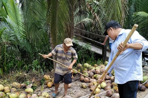 Bến Tre đặt mục tiêu đạt 20.000ha vùng dừa hữu cơ vào năm 2025