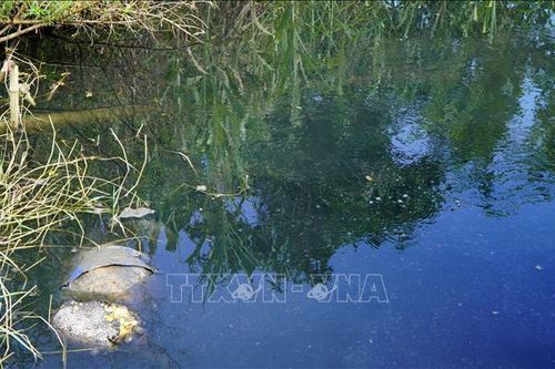 Nông dân lao đao vì nguồn nước tưới bị ô nhiễm